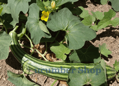 Painted Serpent (Striped Armenian) Cucumber - Image 6