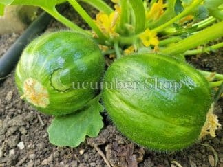 Minucedda Paesana di Soleto