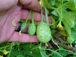 Jamaican Burr Gherkin