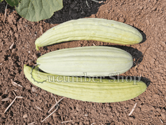 Tortarello Abruzzese Bianco