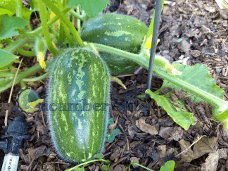 Dark_Splotched_Carosello_Spuredda_Leccese