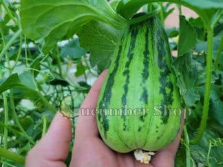 Ogurdynya Tohum Russian Cucumbermelon