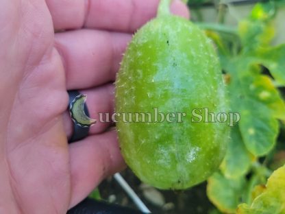 Ethiopian Burr Gherkin - Image 2