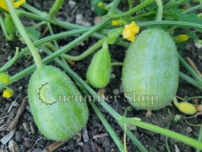 Ethiopian Burr Gherkin - Image 4