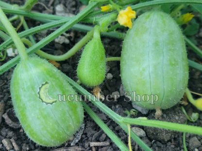 Ethiopian Burr Gherkin - Image 5