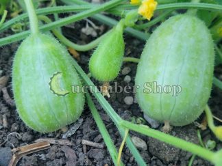 Ethiopian Burr Gherkin