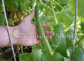 Long Dark Armenian Tondo Barese Lungo Cucumber