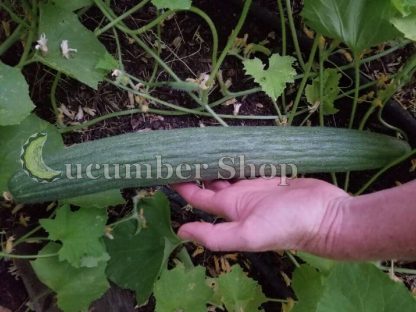 Armenian, Long Dark Cucumber - Image 6