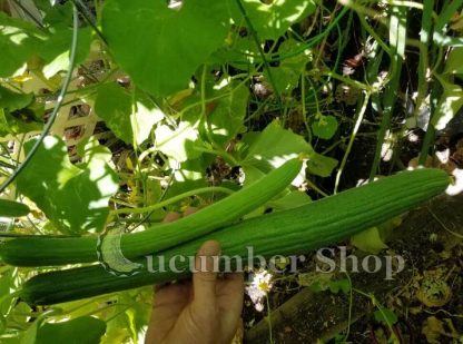 Armenian, Long Dark Cucumber - Image 8