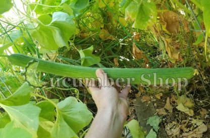 Armenian, Long Dark Cucumber - Image 9