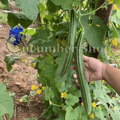 Painted Serpent (Striped Armenian) Cucumber - Image 3