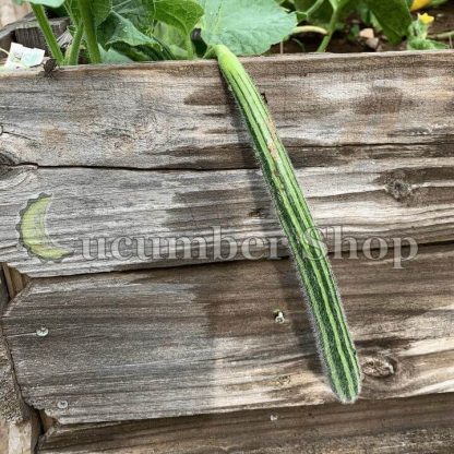 Painted Serpent (Striped Armenian) Cucumber - Image 4