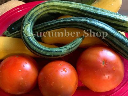 Painted Serpent (Striped Armenian) Cucumber - Image 5
