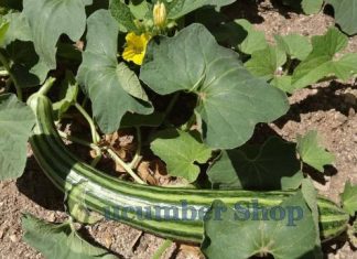 Painted Serpent (Striped Armenian) Cucumber