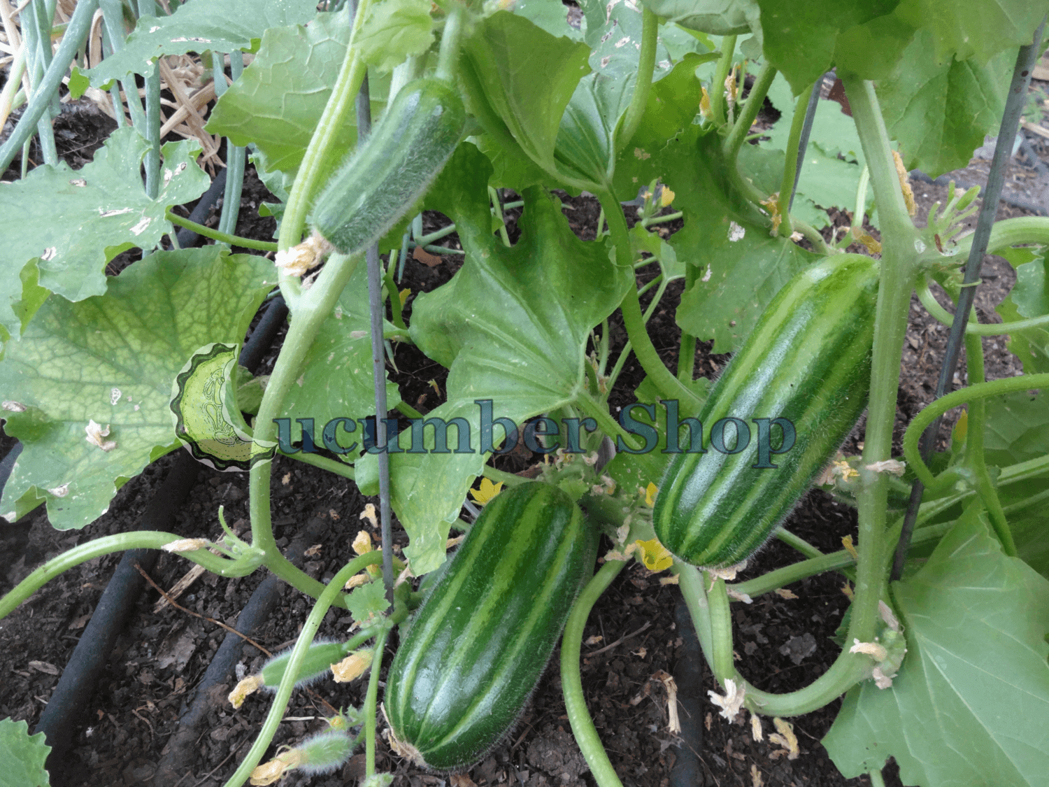 Striped Carosello Leccese – Cucumber Shop