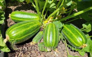 Carosello Leccese (Striped)