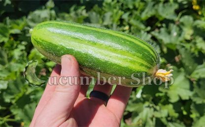 Carosello Leccese (Striped) - Image 9