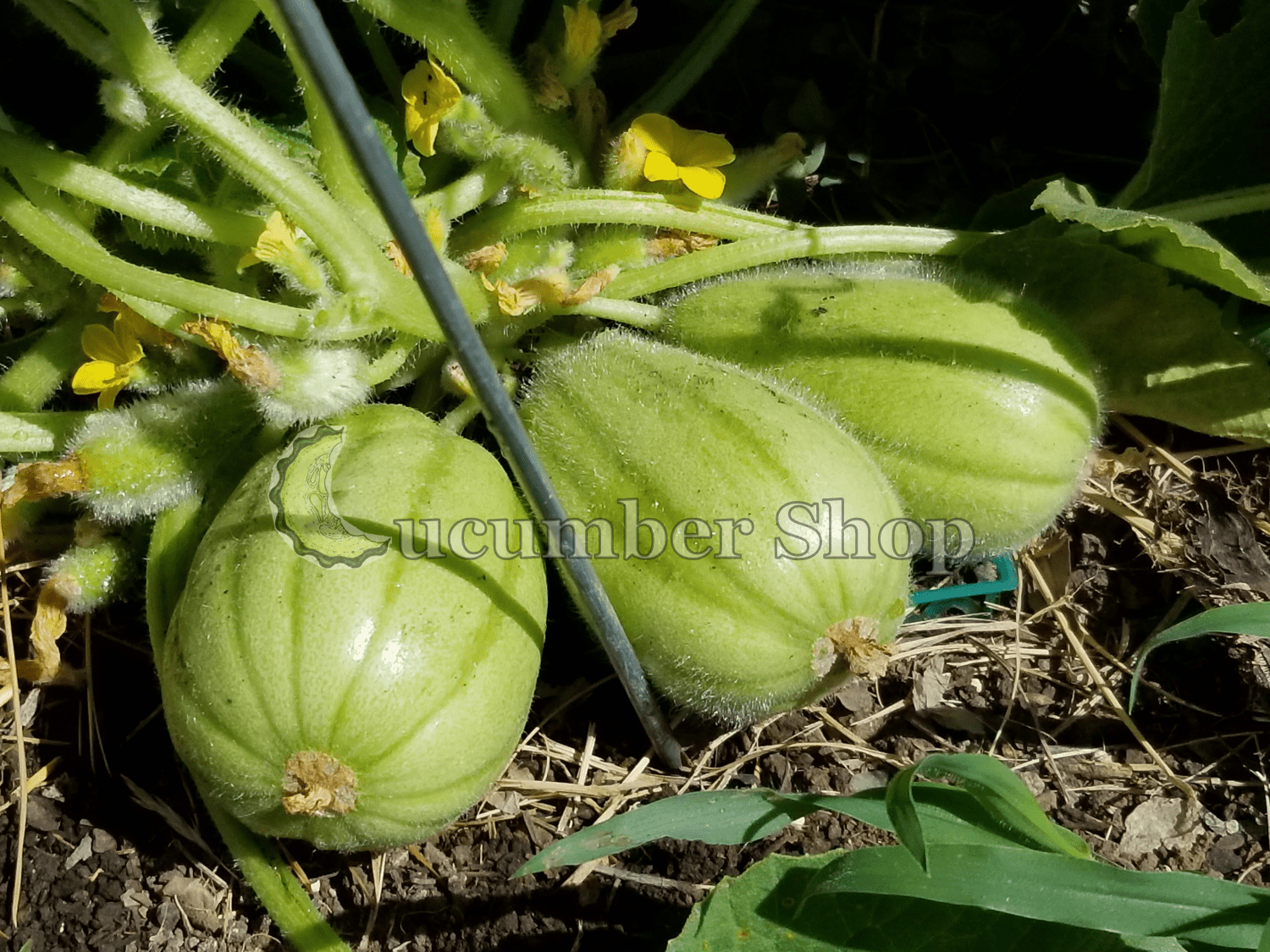 Carosello Mezzo Lungo di Polignano - Image 3