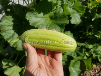 Carosello Medium Long of Barese