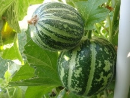 Carosello Tondo Massafrese - Image 7