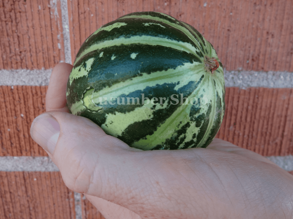 Carosello_Massafrese