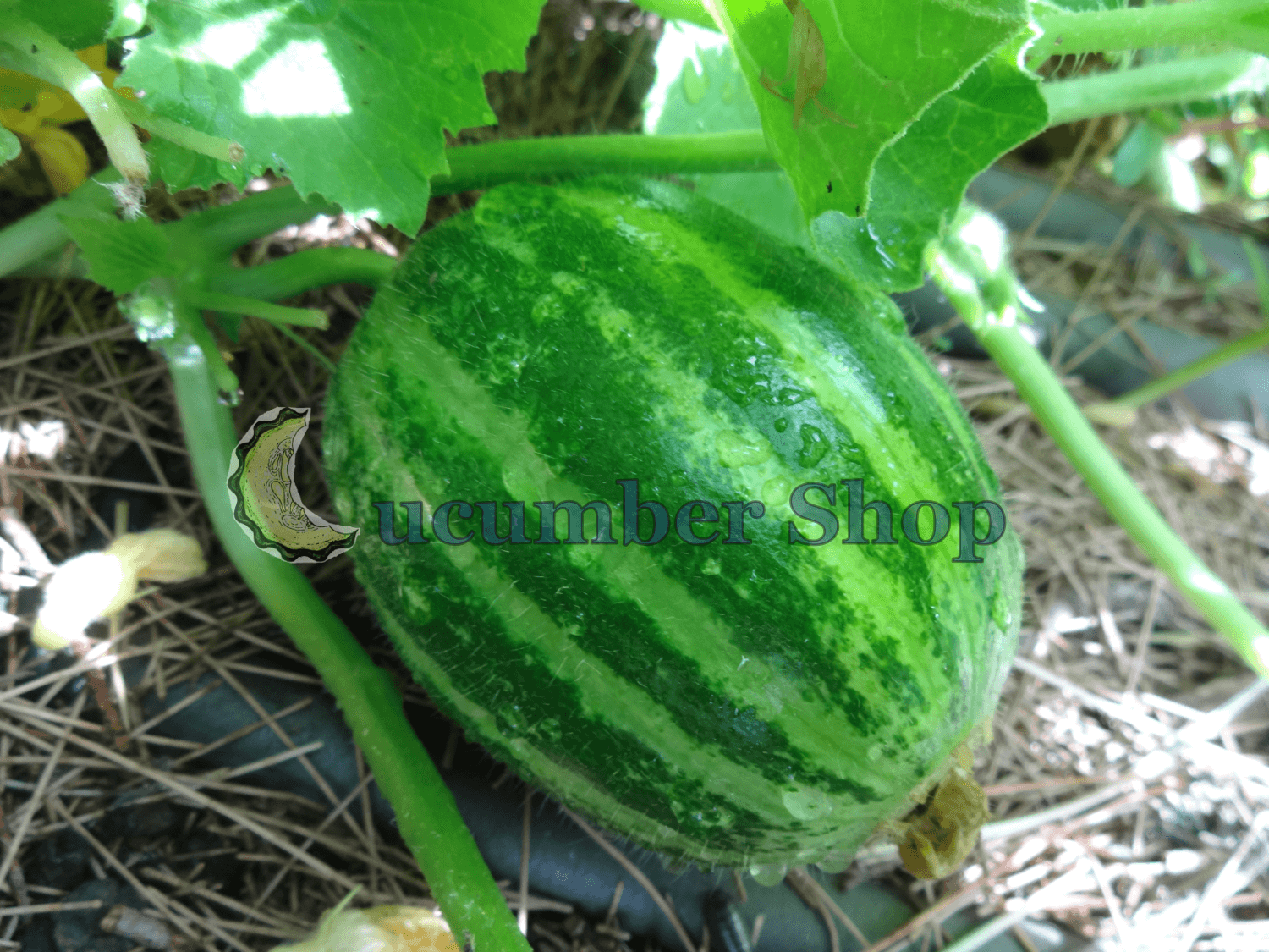 Carosello Tondo Massafrese - Image 3