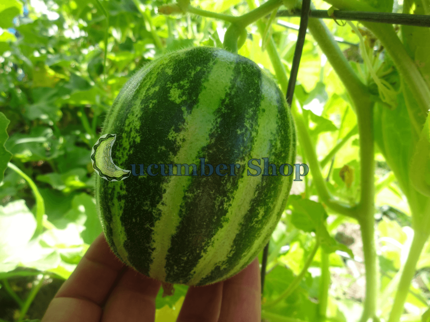 Carosello Tondo Massafrese - Image 5