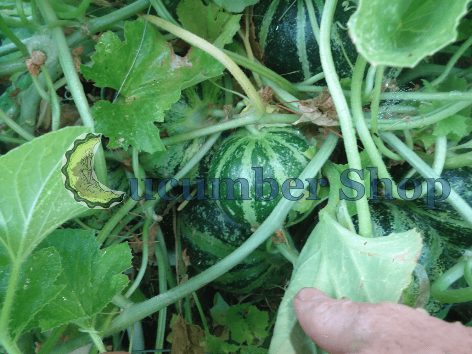 Carosello Tondo Massafrese - Image 6