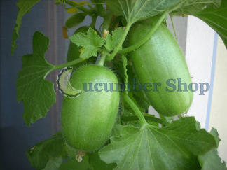 Carosello Leccese Bianco (Light)