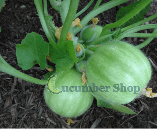 Carosello Tondo Barese