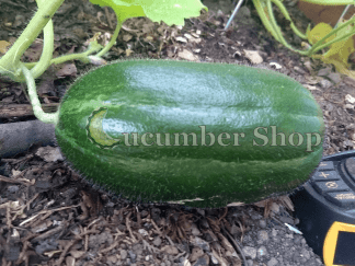 Carosello Spuredda Leccese (Mostly Dark)