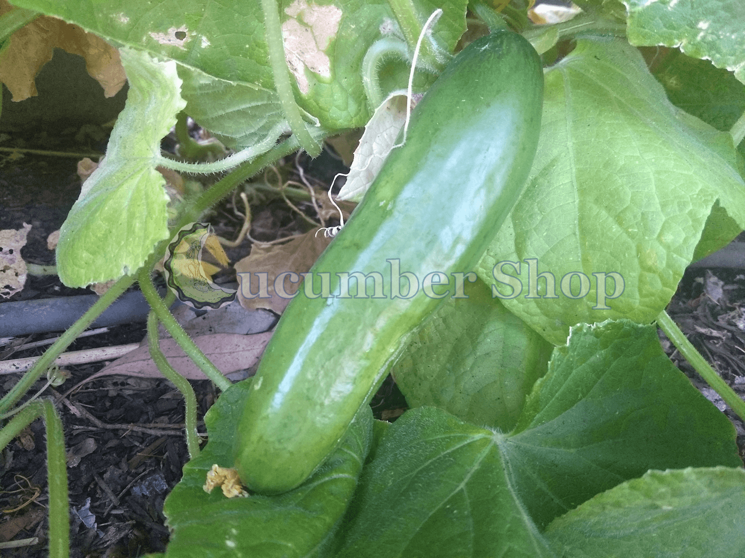 Diva Cucumber - Image 3