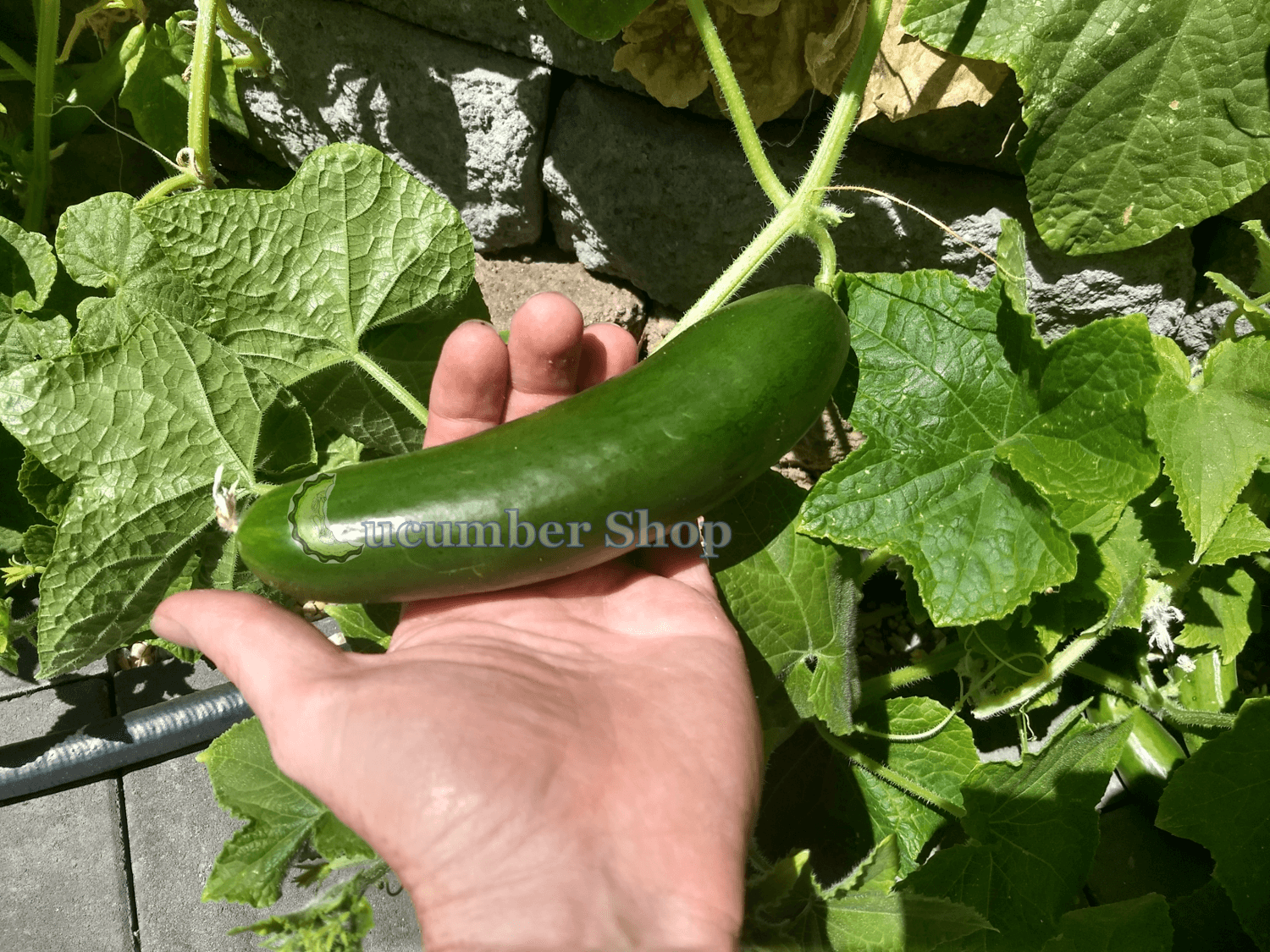 Diva_Cucumber_Seeds