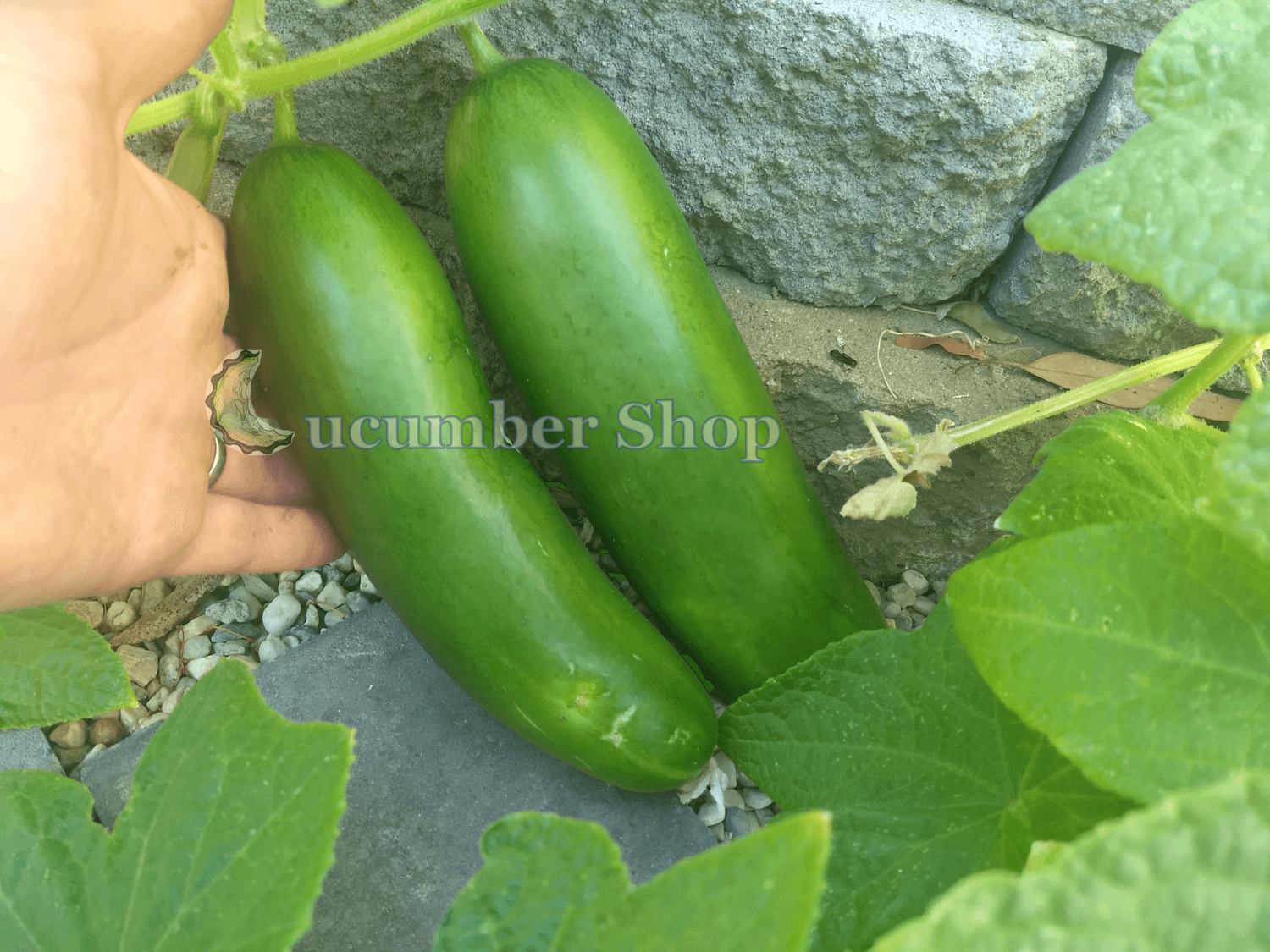 Diva Cucumber - Image 6
