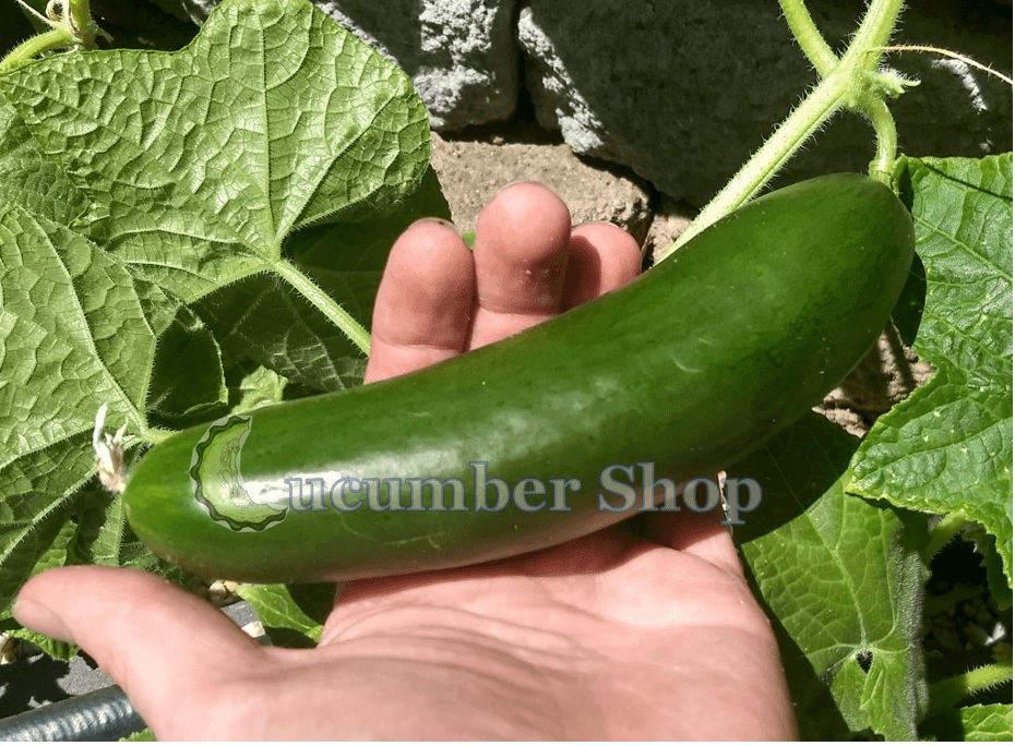 Diva Cucumber