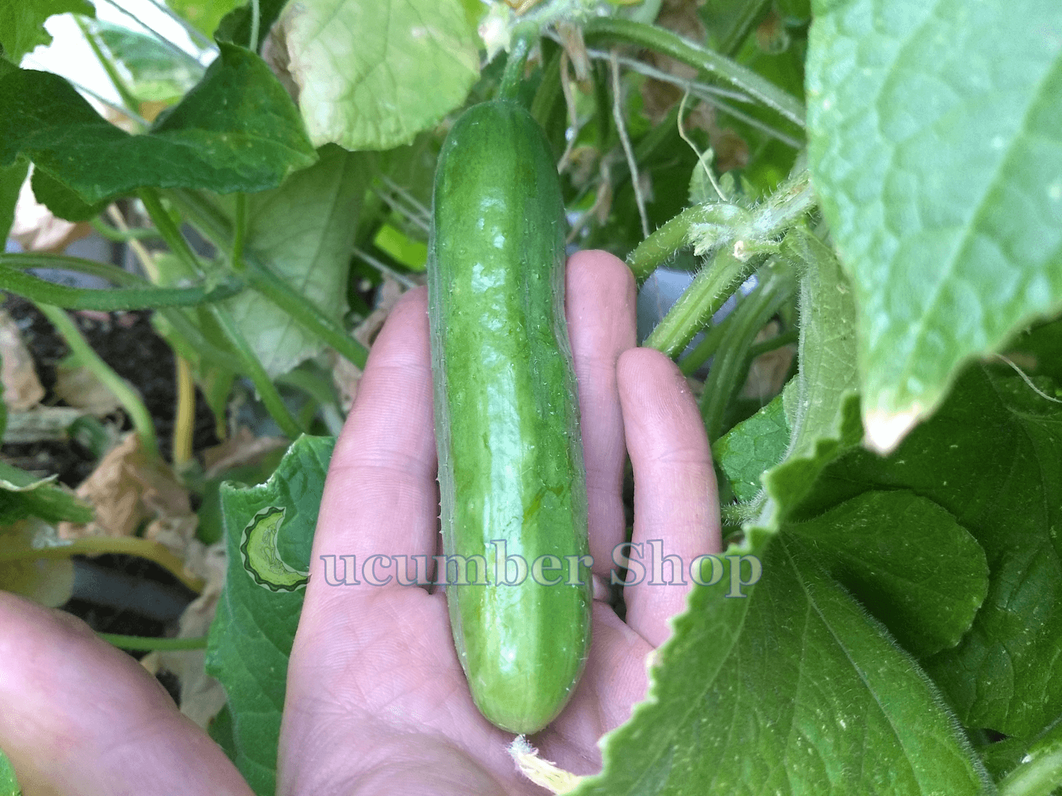 Diva Cucumber - Image 2
