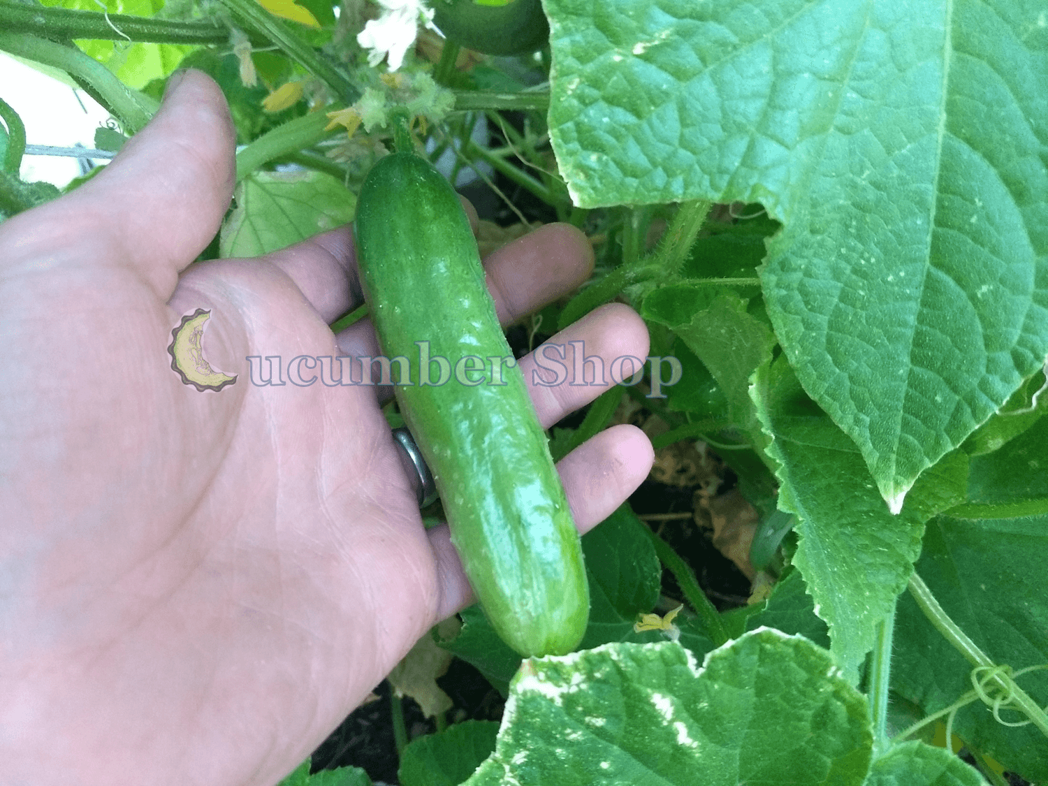 Diva Cucumber - Image 5