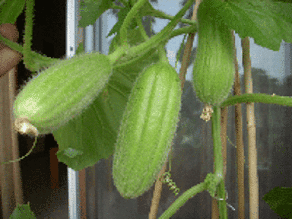 Mezzo_Lungo_Polignano