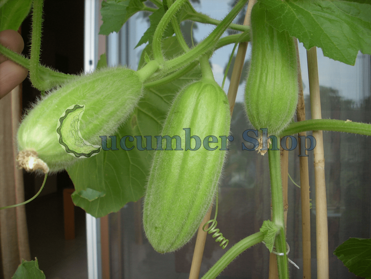 Carosello Medium Long of Polignano