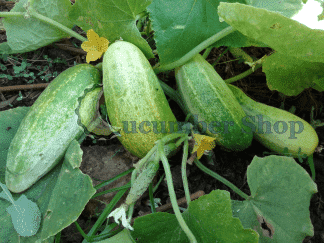Northern Pickling Cucumber