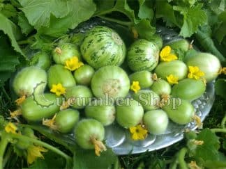 Carosello Tondo di Manduria