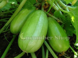 Carosello Barese Italian Cucumber