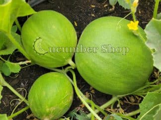 Carosello Fasano or Cianciuffo