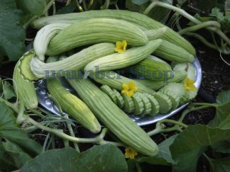 Light Armenian Cucumber