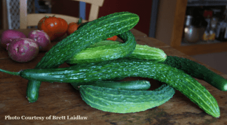 Suyo Long Cucumber