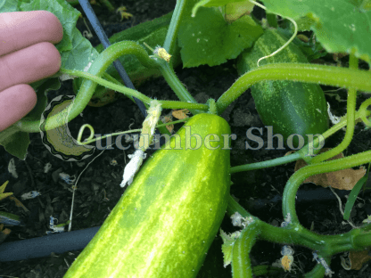 Spacemaster Cucumber - Image 2