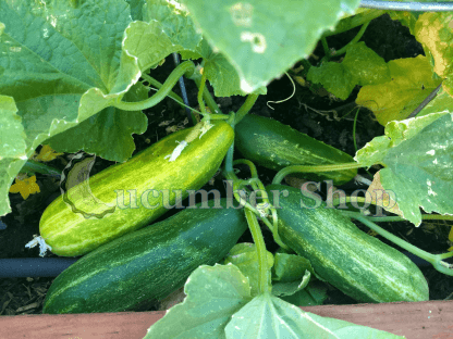 Spacemaster Cucumber - Image 3
