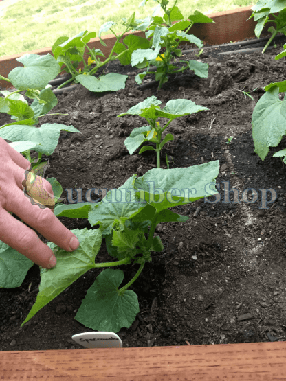 Spacemaster Cucumber - Image 4