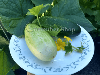 Double_Yield_Cucumber
