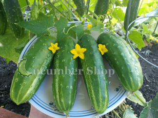 Ashley Cucumber Seeds